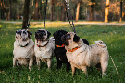 Dogs in a field