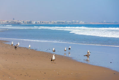 Seagulls on beach