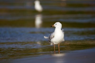 Seagull perching on a beach