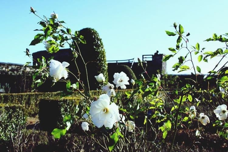 flower, growth, plant, fragility, white color, freshness, clear sky, built structure, blooming, building exterior, architecture, flower head, nature, petal, beauty in nature, day, sunlight, in bloom, no people, outdoors