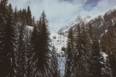 Trees on snow covered landscape against sky