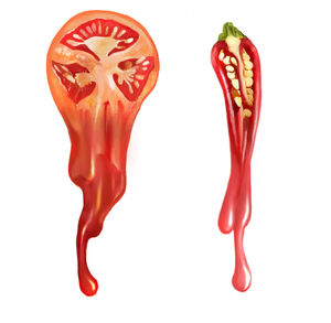 Close-up of red chili pepper against white background