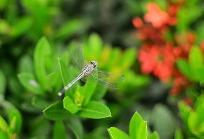 Close-up of insect on plant