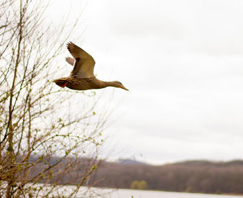 Close-up of bird flying against sky