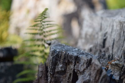 Close-up of tree trunk