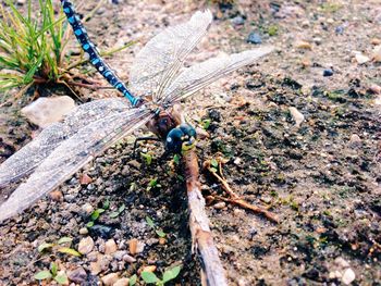 Close-up of plant on field