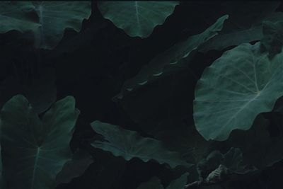 Close-up of leaves at night