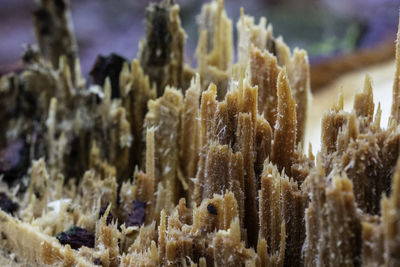 Close-up of coral in sea