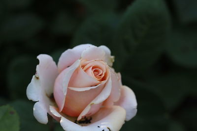 Close-up of rose against blurred background