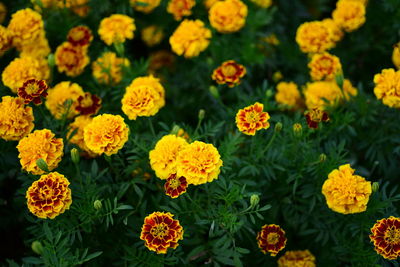 High angle view of yellow flowers