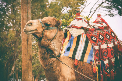 Bactrian camel against trees