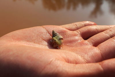 Close-up of hand holding leaf