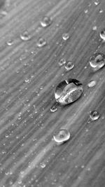 Close-up of water drops on leaf