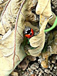 Close-up of ladybug on tree trunk