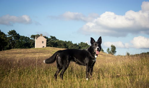 Dog on field against sky