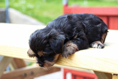 Close-up of dog sleeping on seat