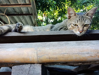 Portrait of cat resting