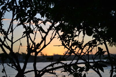 Close-up of silhouette tree against sea at sunset