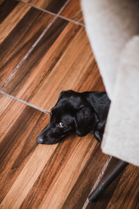 High angle view of dog lying on floor