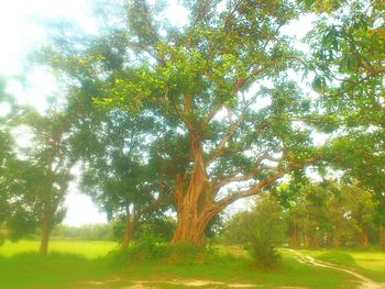 Trees growing on landscape