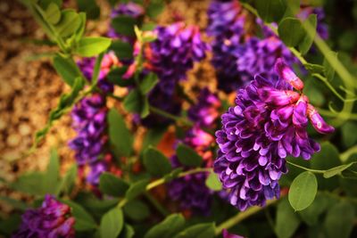 Close-up of purple flowering plant