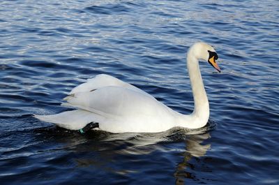 Close-up of swan swimming in lake