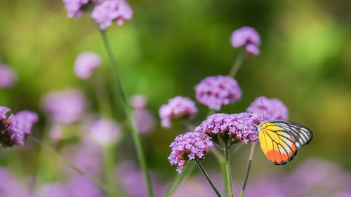 Close-up of butterfly pollinating on pink flower