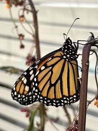 monarch butterfly