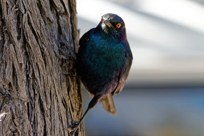 Glossy starling on mopane tree trunk