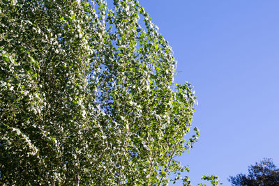 Low angle view of tree against blue sky