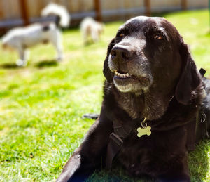 Close-up of dog looking away on field