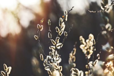 Close-up of dry plant on field