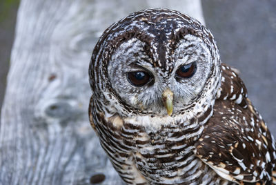 Close up of a chaco owl 