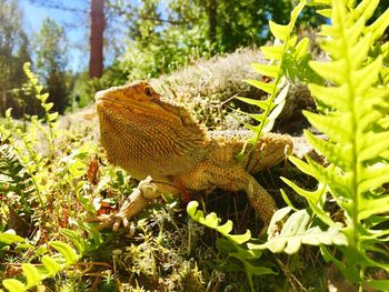 Close-up of a lizard on land