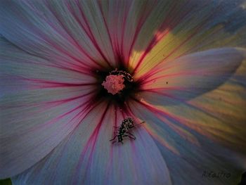 Full frame shot of white flower