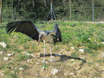 View of a bird on field