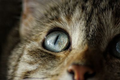 Close-up of cat