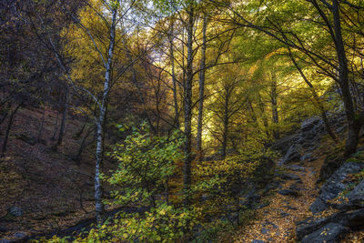 Trees in forest during autumn