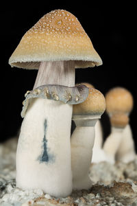 Close-up of cultivated mushroom 