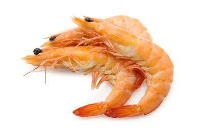 Close-up of orange crab over white background