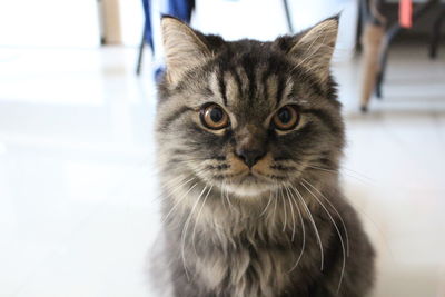 Close-up portrait of cat