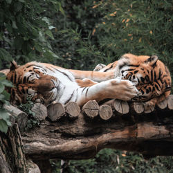 Cat lying in a zoo