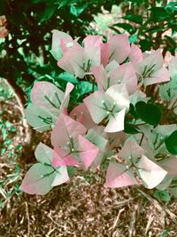 Close-up of leaves