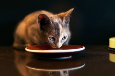 Close up of a two color face kitty drinking milk on a plate dark background