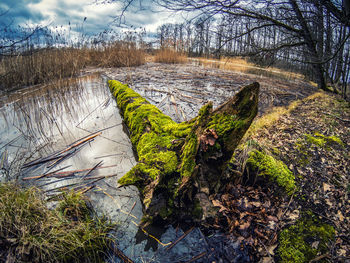 Tree trunk on field by lake