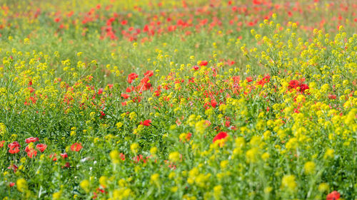 Red poppy flowers in field