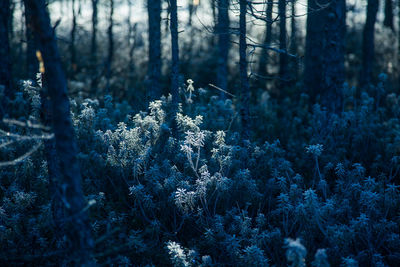 A beautiful frozen marsh labradors in a frosty morning swamp. autumn scenery of wetlands.