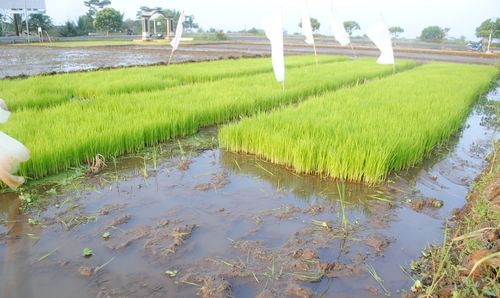 Scenic view of rice field