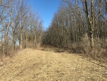 Bare trees in forest against clear sky