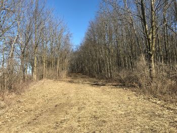 Bare trees in forest against clear sky